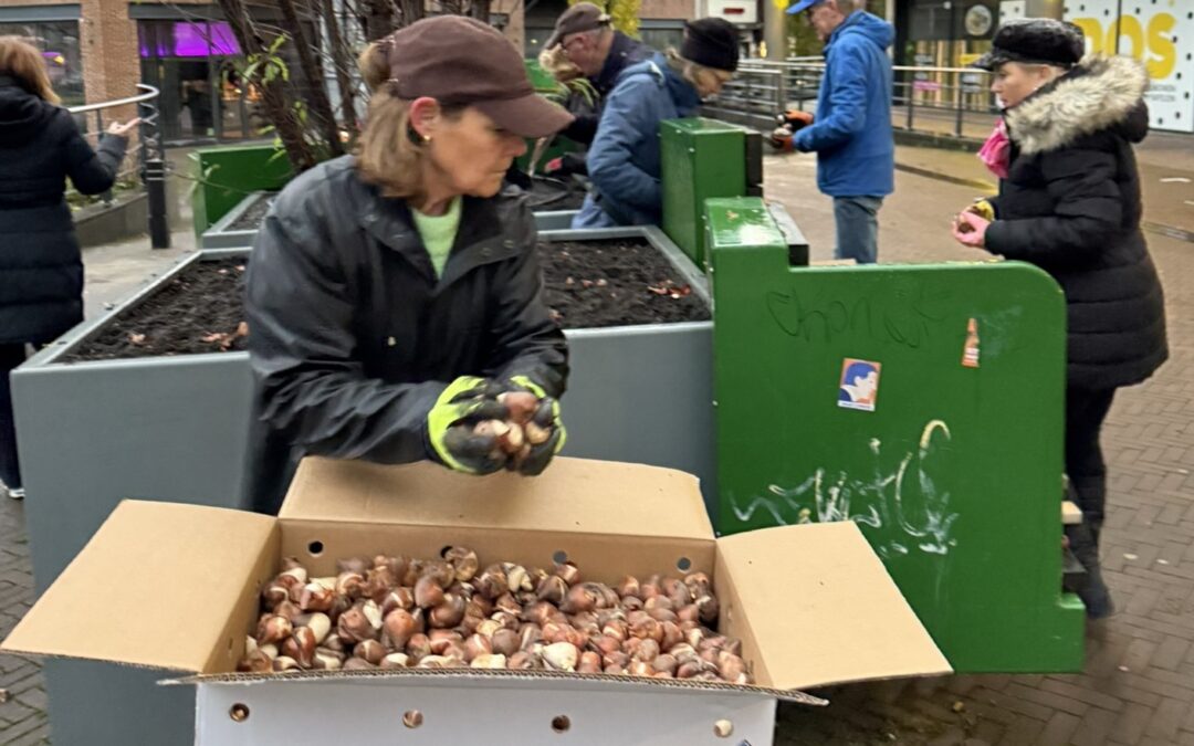 Tulpenbollen planten voor ‘End polio now’