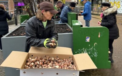 Tulpenbollen planten voor ‘End polio now’